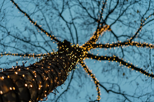 Fairy Lights im Garten – beleuchteter Baum mit warmem Licht am Abend