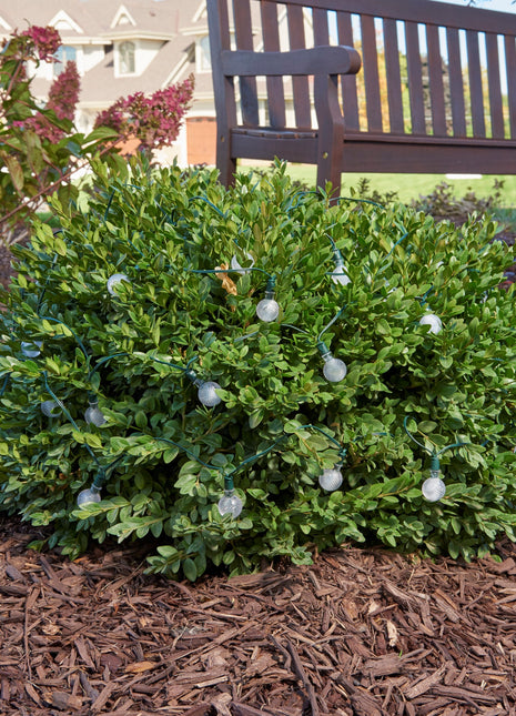 Bunte Solar Lichterkette 3M mit 20 Kugeln-LEDs mit Dunkelgrün Kabel, Warm Licht, für Außen